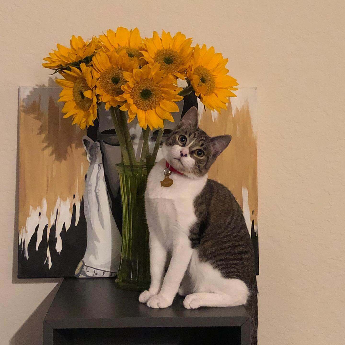 My cat Bento in front of yellow flowers
