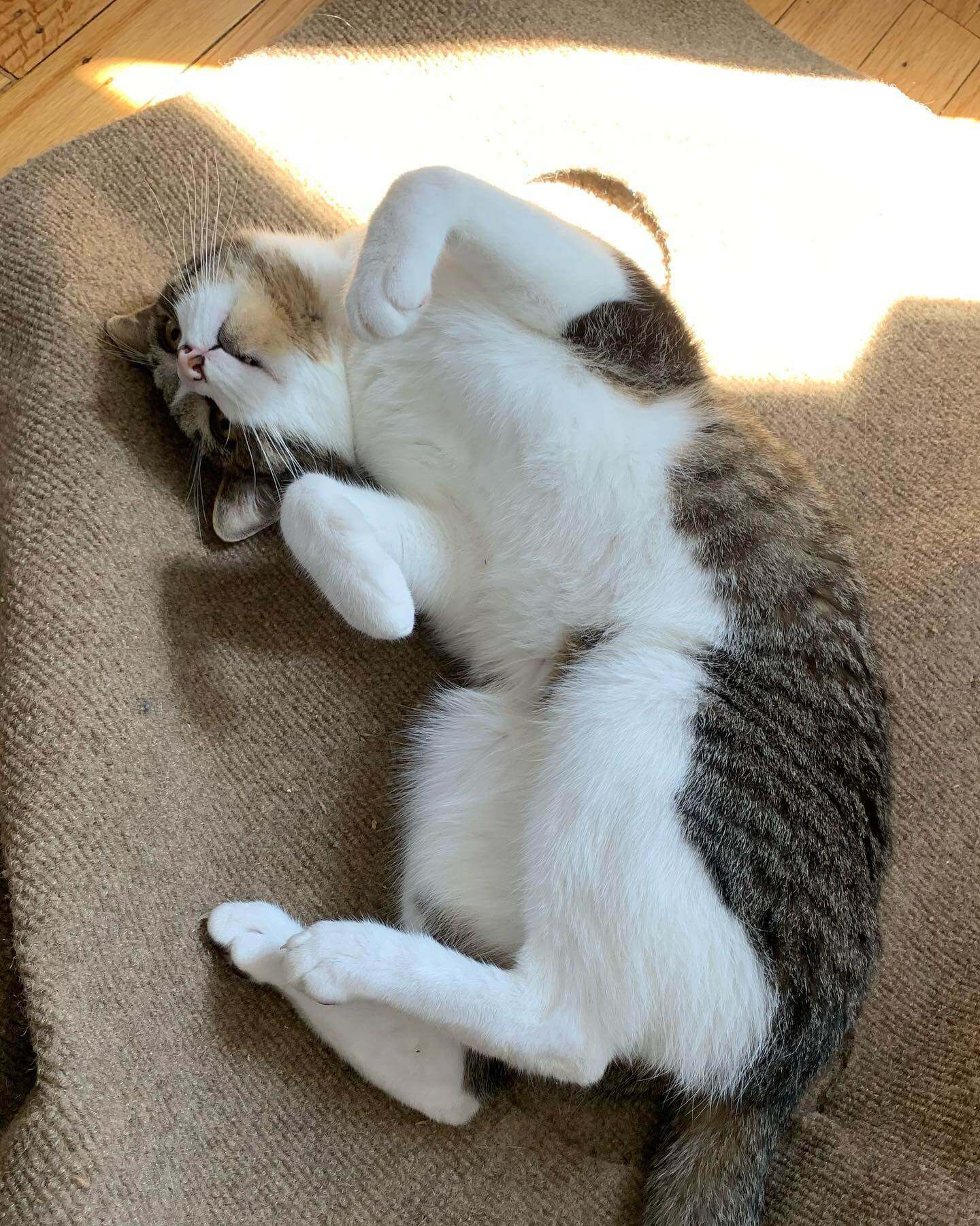 My cat Bento laying in a sunbeam