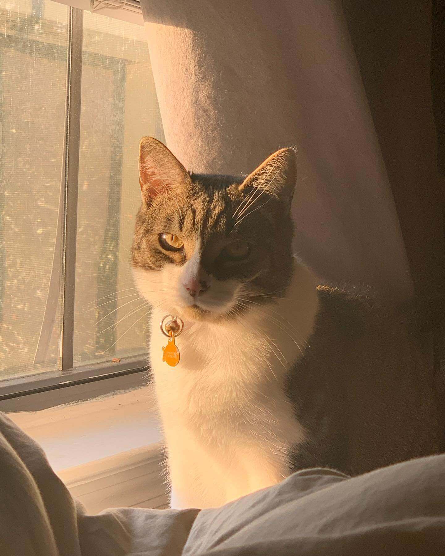 My cat Bento in front of a sunset window